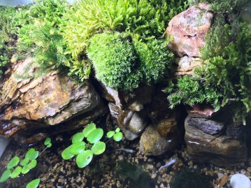 テラリウム2